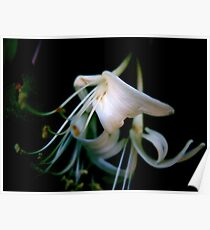 Honeysuckles Poster