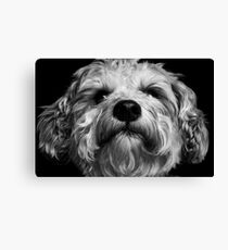 Baxter Canvas Print