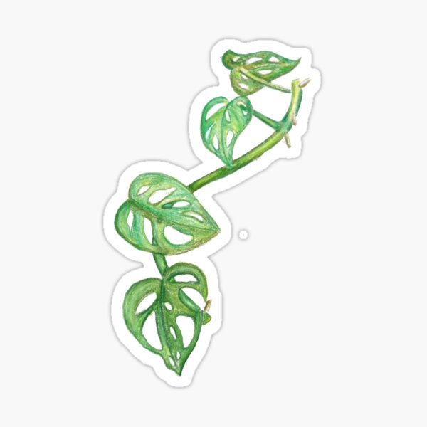 Monstera Adansonni Sticker