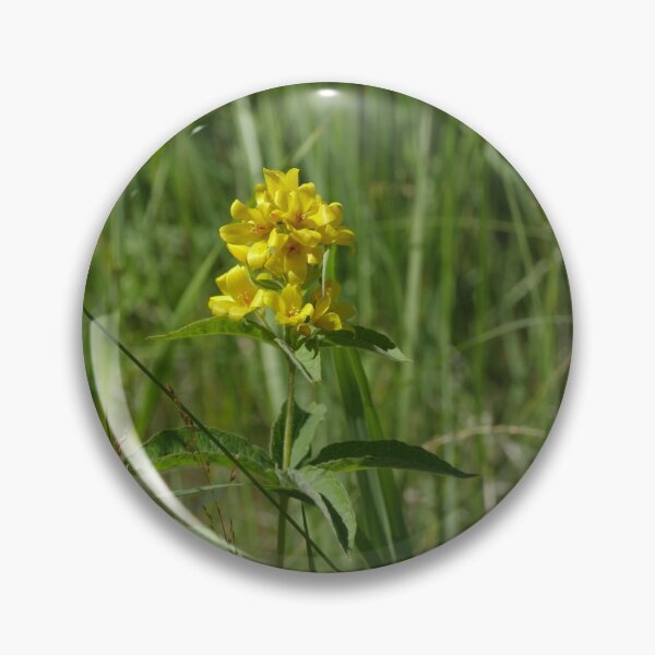 Item preview, yellow hypericum flowers in nature designed and sold by mrivserg.