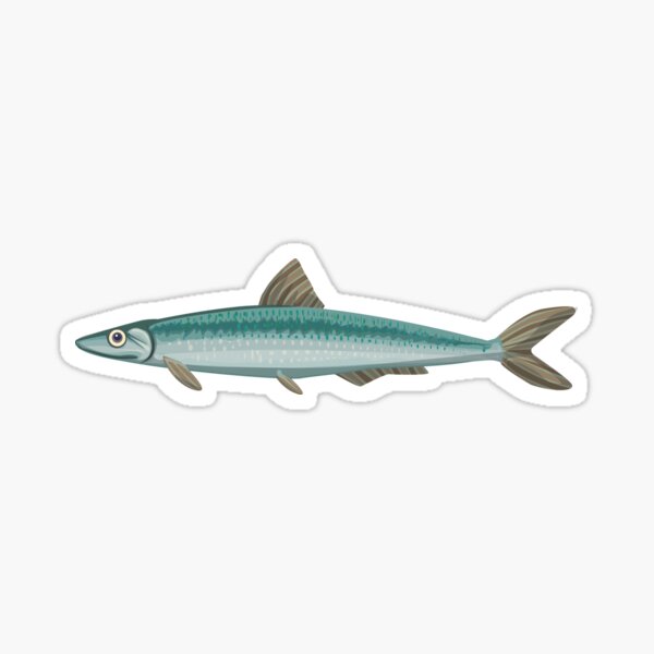 Anchovy, fish realistic and detailed drawing Glossy Sticker