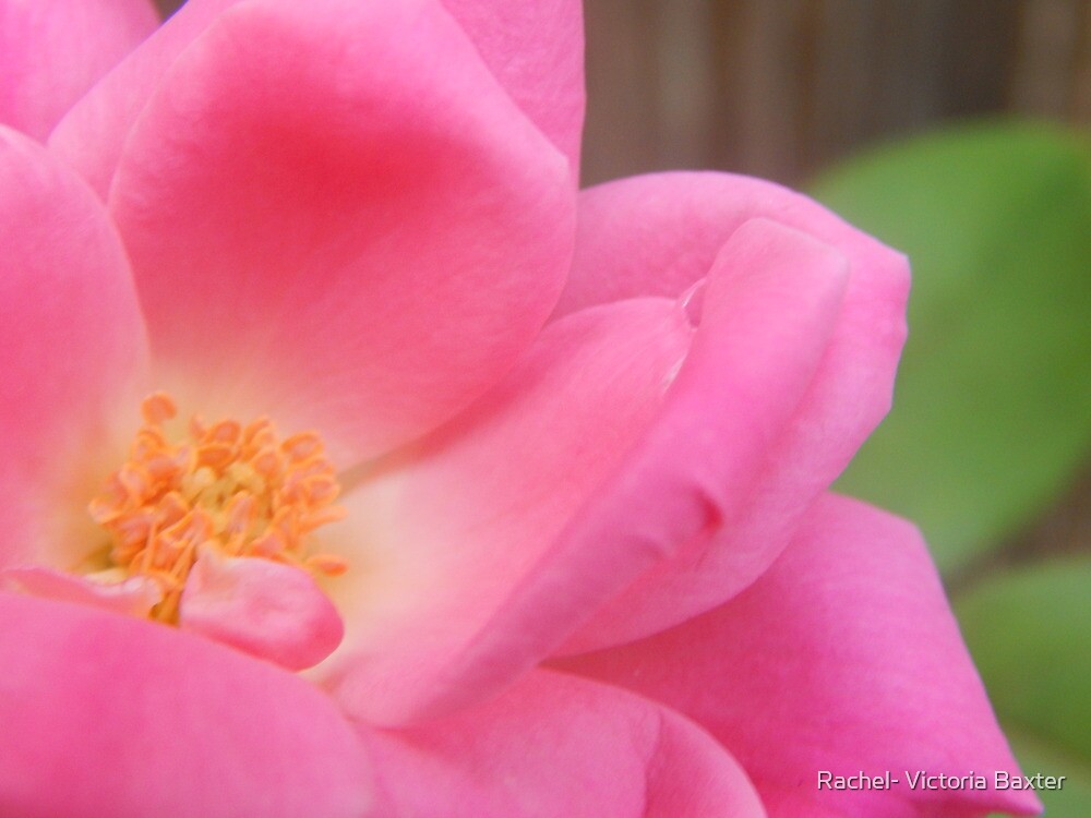 "Love is the flower you have to let grow" by Rachel Victoria Baxter