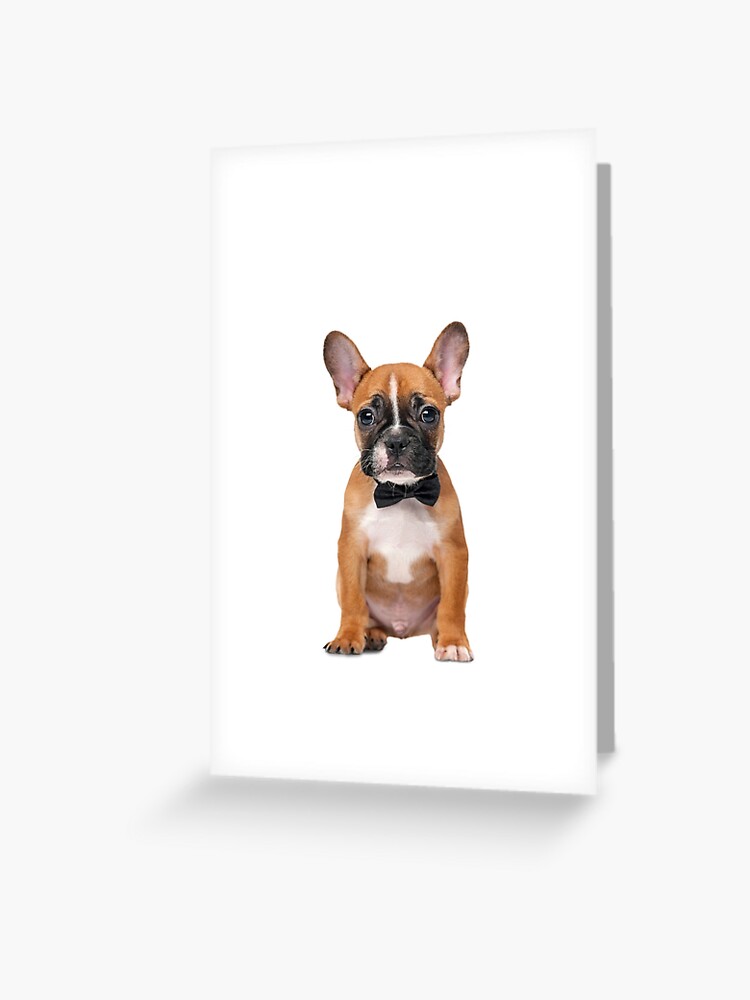 French Bulldog Puppy Card 