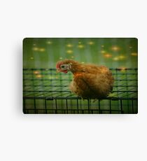 Gallus gallus domesticus Canvas Print
