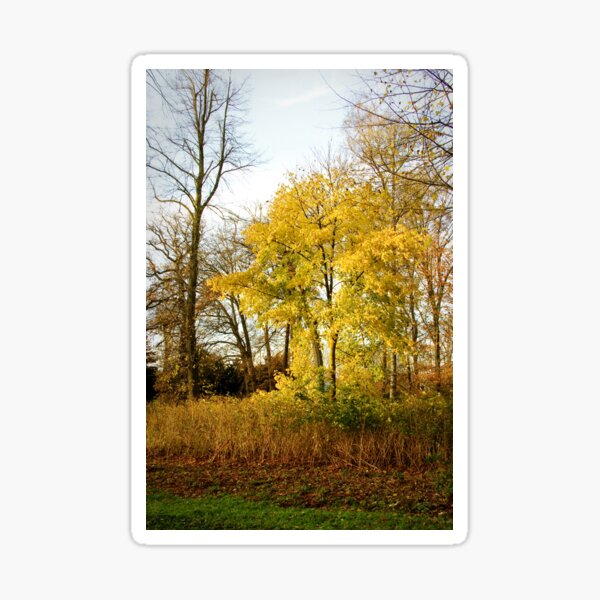 "As we let our own light shine..." - Little yellow tree Sticker