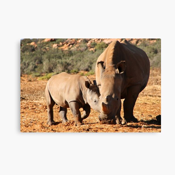 Mother and Baby Rhino Canvas Print
