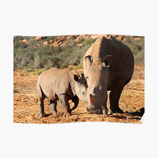 Mother and Baby Rhino Poster
