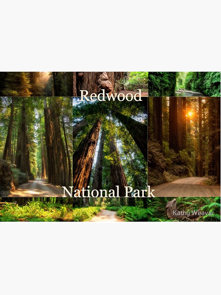 Explore Redwood National Park - CA by kdxweaver