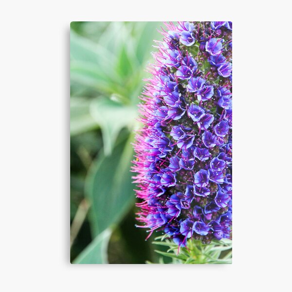 Viper's Bugloss Metal Print