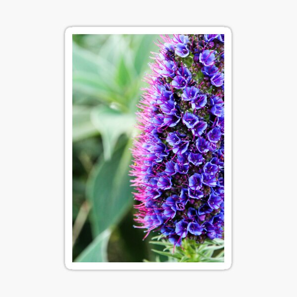 Viper's Bugloss Sticker