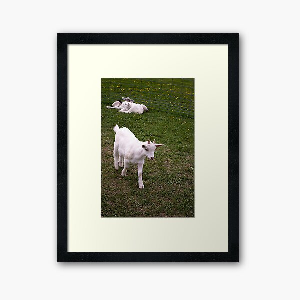 Baby Goat Framed Art Print