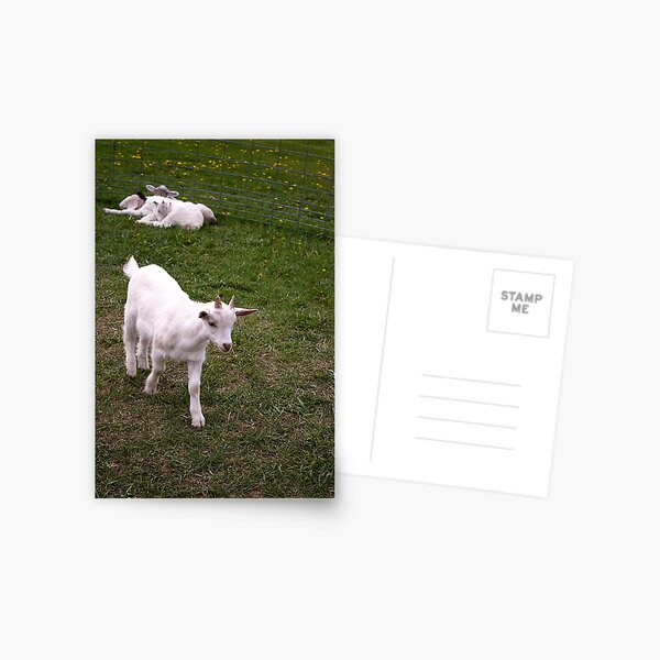 Baby Goat Postcard