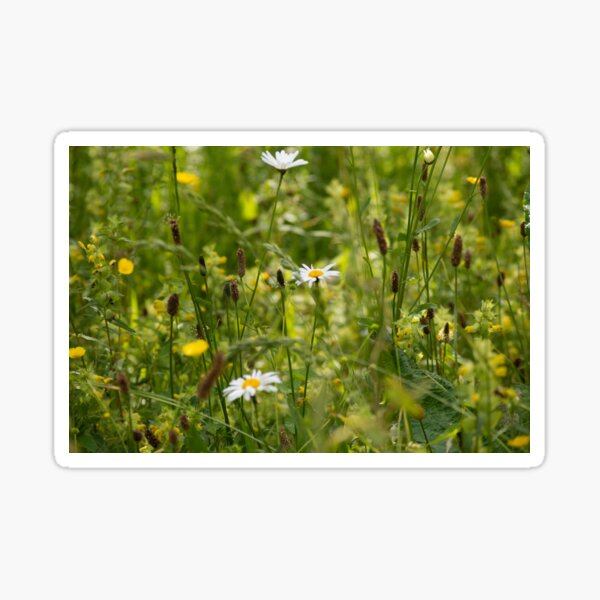 Daisies in the Grass Sticker