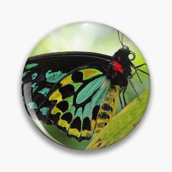 Item preview, Cairns Birdwing Butterfly designed and sold by Alison Hindenlang.
