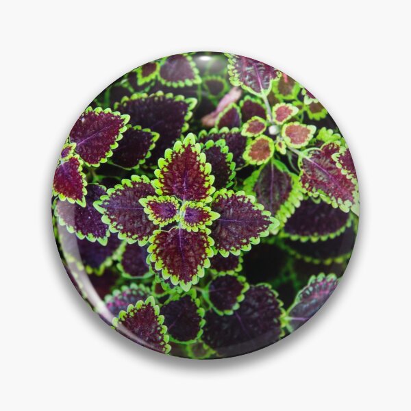 Item preview, Purple Leaf Plant designed and sold by aldorjan.