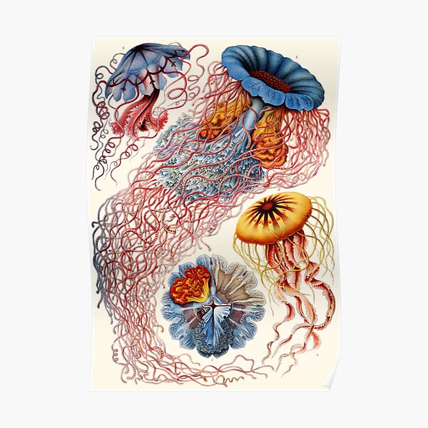 Ernst Haeckel - Discomedusae - Vintage science illustration Poster