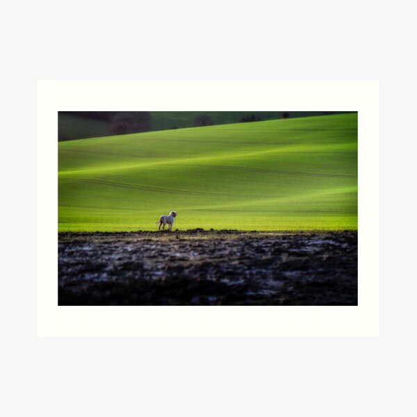 Out here alone Spinone Art Print