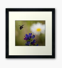 Bumble Framed Print