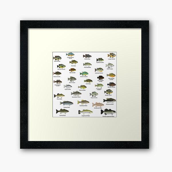 North America Freshwater Fish Group Framed Art Print for Sale by  fishfolkart