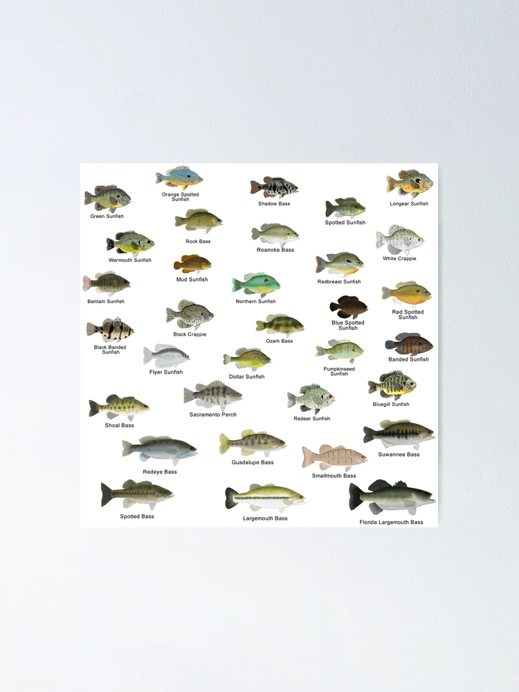 Sunfish Family (Centrarchids) - Named Poster for Sale by fishfolkart