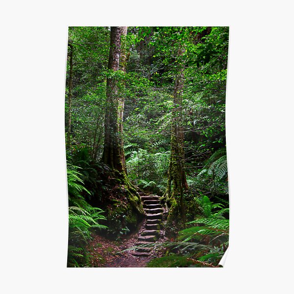 Sentinel Trees, Rodriguez Pass Stairway Poster