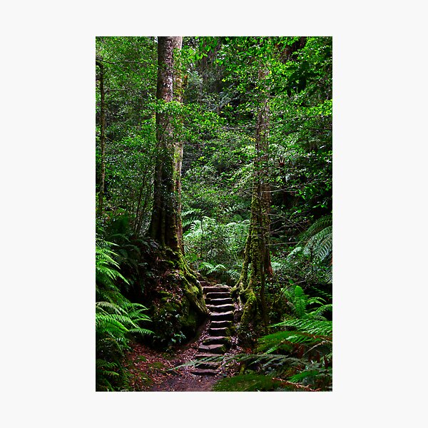 Sentinel Trees, Rodriguez Pass Stairway Photographic Print