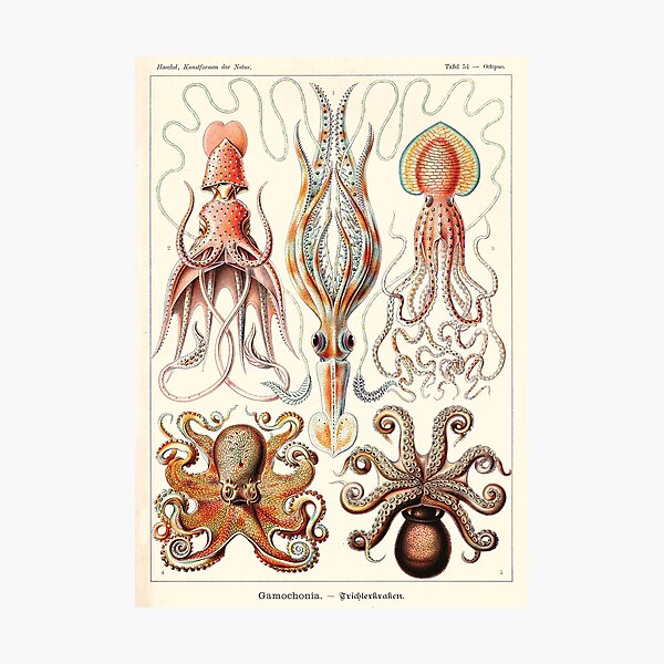 Item preview, Ernst Haeckel - Gamochonia - Vintage science illustration designed and sold by DejaVuStudio.