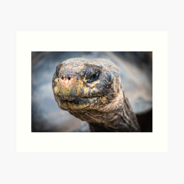 ET call home Art Print