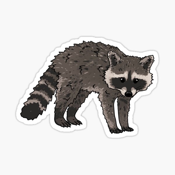 Baby Raccoon art Sticker