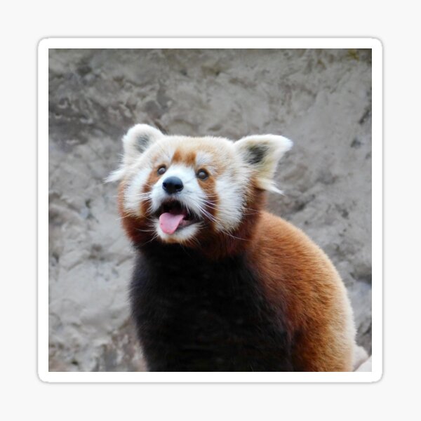 Red Panda Blep Sticker