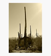 SAGUARO NATIONAL PARK TUCSON ARIZONA MAY 2011 Photographic Print