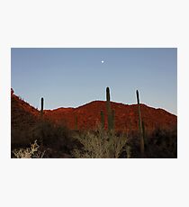 SAGUARO NATIONAL PARK TUCSON ARIZONA MAY 2011 Photographic Print