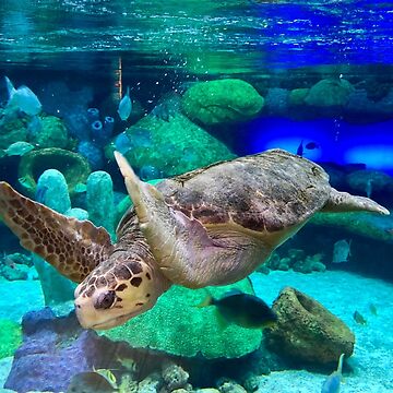 Artwork thumbnail, Sea Turtle Under Water by rossifari