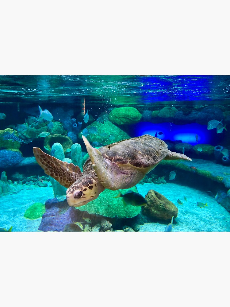 Thumbnail 3 of 3, Sticker, Sea Turtle Under Water designed and sold by rossifari.