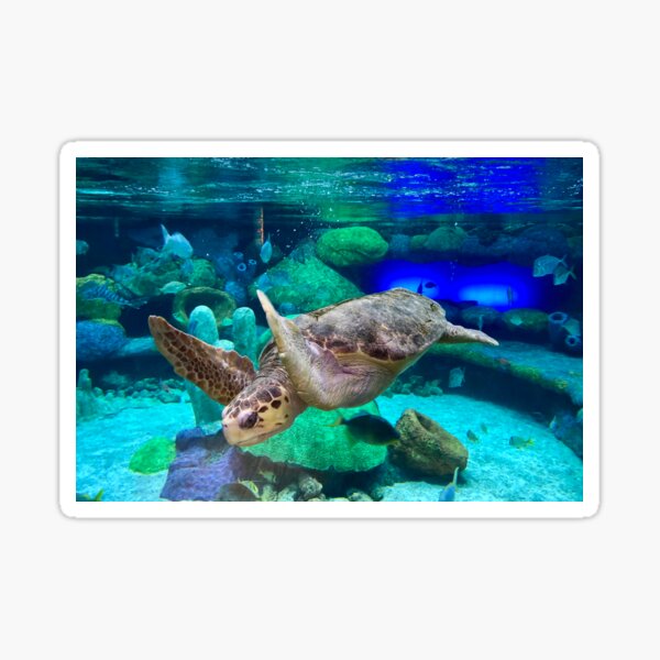 Sea Turtle Under Water Sticker