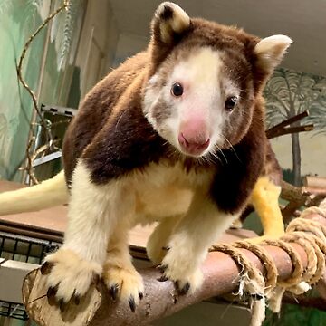 Artwork thumbnail, Tree Kangaroo by rossifari