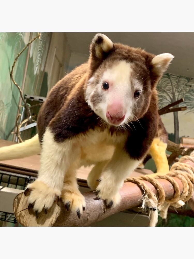 Thumbnail 3 of 3, Sticker, Tree Kangaroo designed and sold by rossifari.