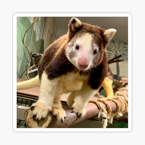 Tree Kangaroo Sticker