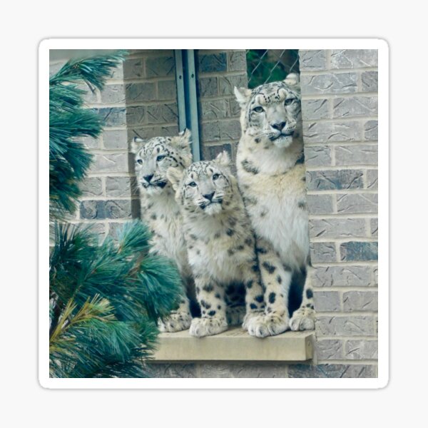 Snow Leopard Family Sticker