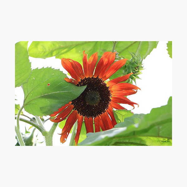 Sunflower in the Afternoon Photographic Print