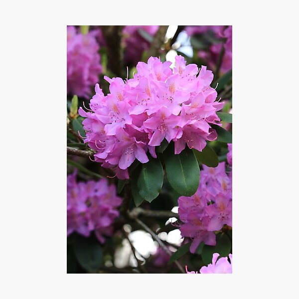 Rhododendron Beauty Photographic Print