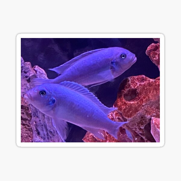 staten island cichlids