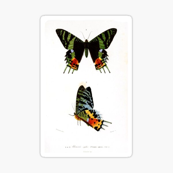 Top Butterfly Cottagecore Madagascar Sunset Moth by Charles D'Orbigny Sticker