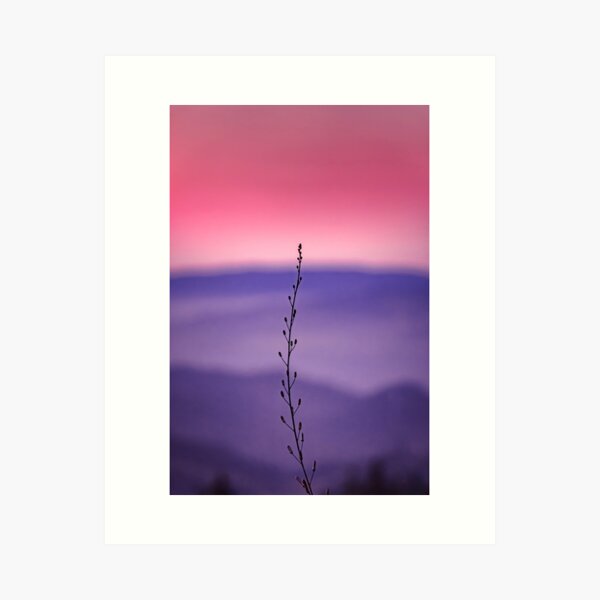 Vista previa del artículo con la obra «Silueta de la flor al atardecer», diseñado y vendido por jillianbutolphphoto.