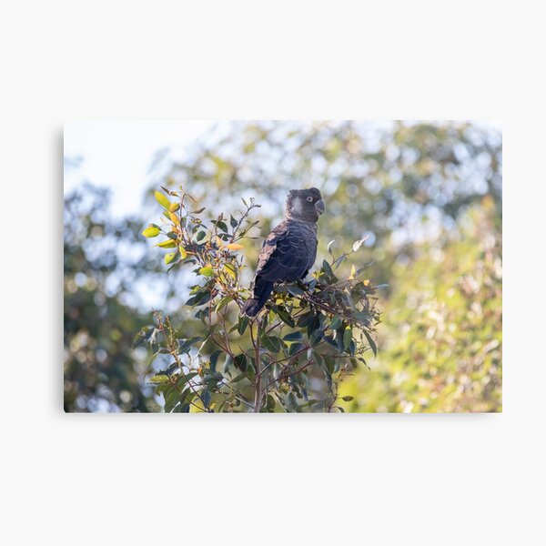 Carnaby's Black Cockatoo in Kalamunda Metal Print