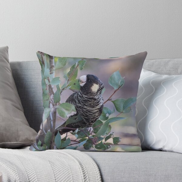Item preview, Carnaby's black cockatoo eating hakea seeds designed and sold by ceiicileb.