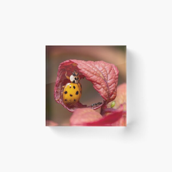 Item preview, Ladybug reaching for an aphid designed and sold by SorryToBugYou.