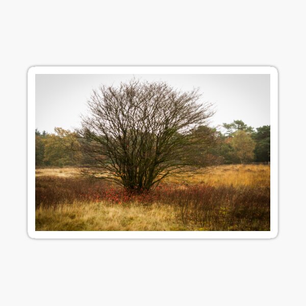 Heathland autumn symphony Sticker