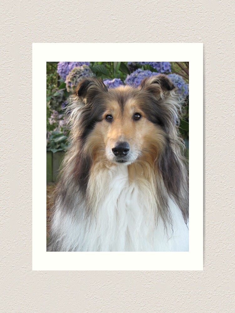 Cute Rough Collie - Diamond Paintings 