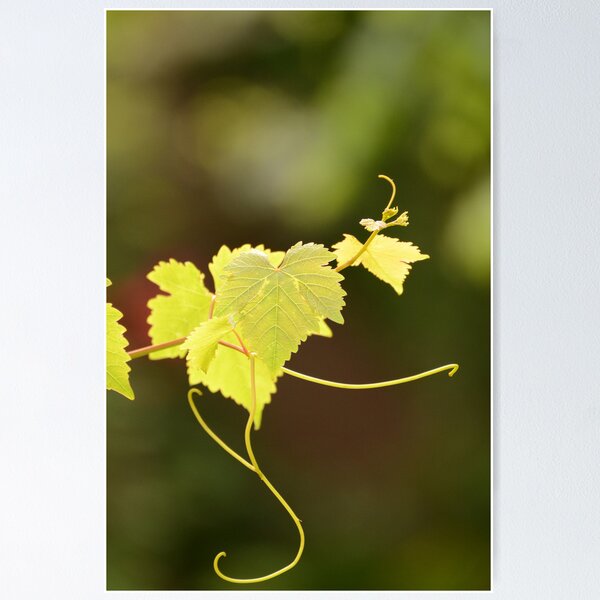 Item preview, Grapevine designed and sold by andiB.
